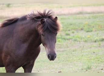 Pony Islandese, Giumenta, 11 Anni, 135 cm, Morello