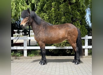 Pony Islandese, Giumenta, 11 Anni, 140 cm, Baio