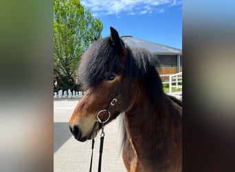 Pony Islandese, Giumenta, 11 Anni, 140 cm, Baio