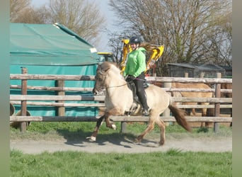 Pony Islandese, Giumenta, 11 Anni, 140 cm, Falbo