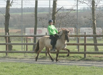 Pony Islandese, Giumenta, 11 Anni, 140 cm, Falbo