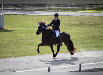 Pony Islandese, Giumenta, 11 Anni, 140 cm, Morello