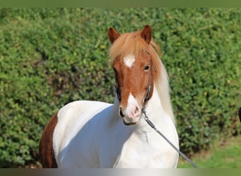 Pony Islandese, Giumenta, 11 Anni, 140 cm, Pezzato