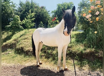 Pony Islandese, Giumenta, 11 Anni, 140 cm, Pezzato