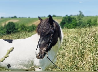 Pony Islandese, Giumenta, 11 Anni, 140 cm, Pezzato