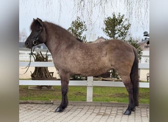 Pony Islandese, Giumenta, 11 Anni, 141 cm, Falbo