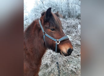 Pony Islandese, Giumenta, 11 Anni, 142 cm, Baio