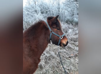 Pony Islandese, Giumenta, 11 Anni, 142 cm, Baio