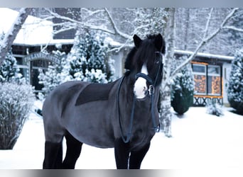 Pony Islandese Mix, Giumenta, 11 Anni, 143 cm, Morello