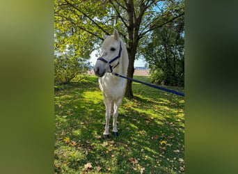 Pony Islandese, Giumenta, 11 Anni, 145 cm, Grigio