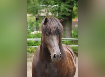 Pony Islandese, Giumenta, 11 Anni, 145 cm, Morello