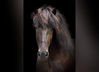 Pony Islandese, Giumenta, 11 Anni, 145 cm, Morello