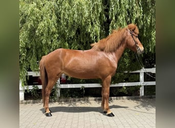 Pony Islandese, Giumenta, 11 Anni, 145 cm, Sauro