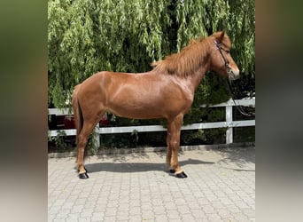 Pony Islandese, Giumenta, 11 Anni, 145 cm, Sauro