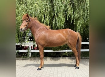 Pony Islandese, Giumenta, 11 Anni, 145 cm, Sauro