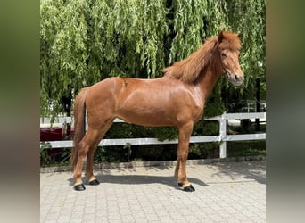 Pony Islandese, Giumenta, 11 Anni, 145 cm, Sauro