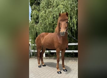Pony Islandese, Giumenta, 11 Anni, 145 cm, Sauro