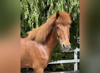 Pony Islandese, Giumenta, 11 Anni, 145 cm, Sauro