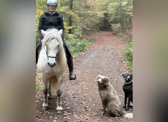 Pony Islandese, Giumenta, 11 Anni, 146 cm, Grigio