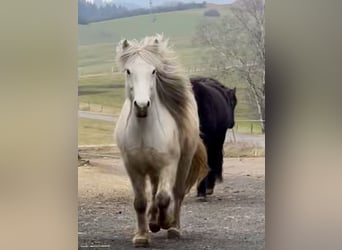 Pony Islandese, Giumenta, 11 Anni, 146 cm, Grigio