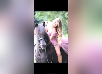 Pony Islandese, Giumenta, 11 Anni, 146 cm, Morello