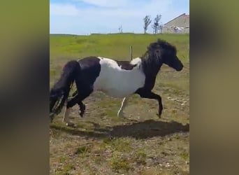 Pony Islandese, Giumenta, 11 Anni, Pezzato