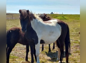 Pony Islandese, Giumenta, 11 Anni, Pezzato