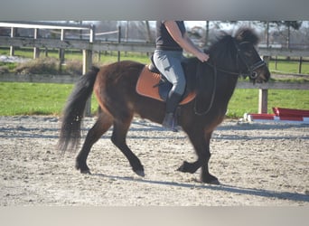 Pony Islandese, Giumenta, 12 Anni, 130 cm, Baio