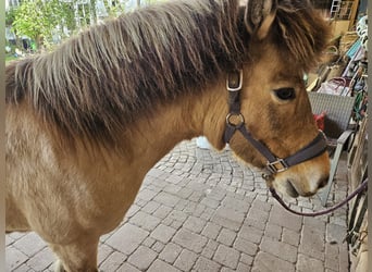 Pony Islandese, Giumenta, 12 Anni, 136 cm, Falbo