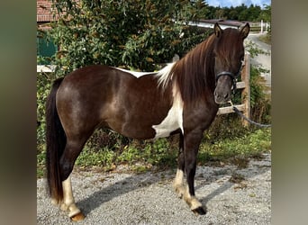 Pony Islandese, Giumenta, 12 Anni, 136 cm, Pezzato