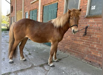 Pony Islandese, Giumenta, 12 Anni, 137 cm, Sauro