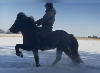 Pony Islandese, Giumenta, 12 Anni, 138 cm, Baio