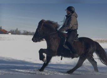 Pony Islandese, Giumenta, 12 Anni, 138 cm, Baio