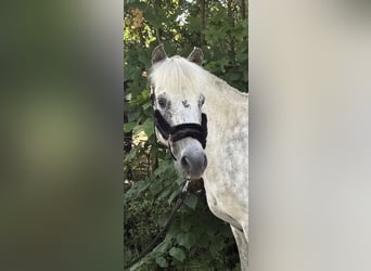 Pony Islandese, Giumenta, 12 Anni, 138 cm, Grigio trotinato