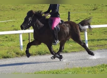 Pony Islandese, Giumenta, 12 Anni, 139 cm, Baio