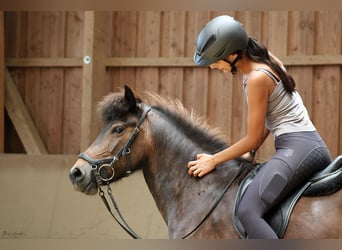 Pony Islandese, Giumenta, 12 Anni, 139 cm, Baio