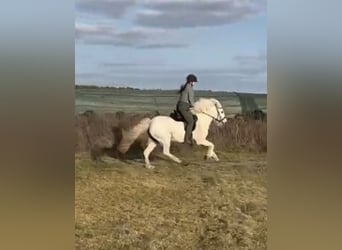 Pony Islandese, Giumenta, 12 Anni, 139 cm, Grigio