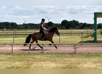 Pony Islandese, Giumenta, 12 Anni, 140 cm, Baio