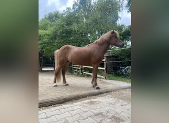 Pony Islandese, Giumenta, 12 Anni, 140 cm, Sauro