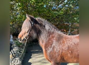 Pony Islandese, Giumenta, 12 Anni, 142 cm, Baio