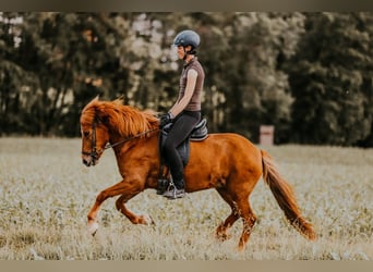 Pony Islandese, Giumenta, 12 Anni, 142 cm, Sauro
