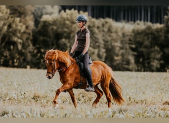 Pony Islandese, Giumenta, 12 Anni, 142 cm, Sauro