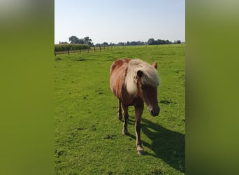 Pony Islandese, Giumenta, 13 Anni, 130 cm, Baio