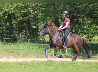 Pony Islandese, Giumenta, 13 Anni, 130 cm, Morello
