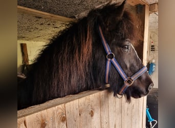 Pony Islandese, Giumenta, 13 Anni, 134 cm, Baio nero