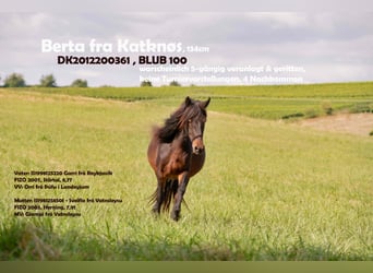 Pony Islandese, Giumenta, 13 Anni, 134 cm, Baio