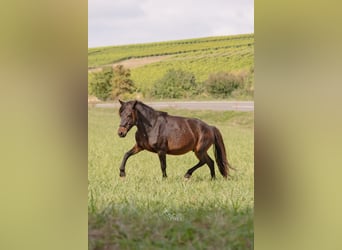 Pony Islandese, Giumenta, 13 Anni, 134 cm, Baio