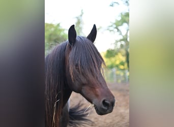 Pony Islandese, Giumenta, 13 Anni, 134 cm, Baio