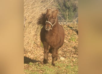 Pony Islandese, Giumenta, 13 Anni, 135 cm, Sauro scuro