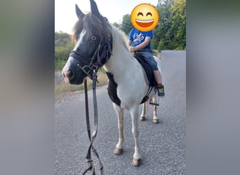 Pony Islandese, Giumenta, 13 Anni, 136 cm, Pezzato